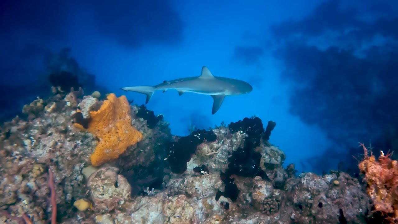 San Salvador Bahamas Scuba Diving April 2023 - Sharks, Rays and more