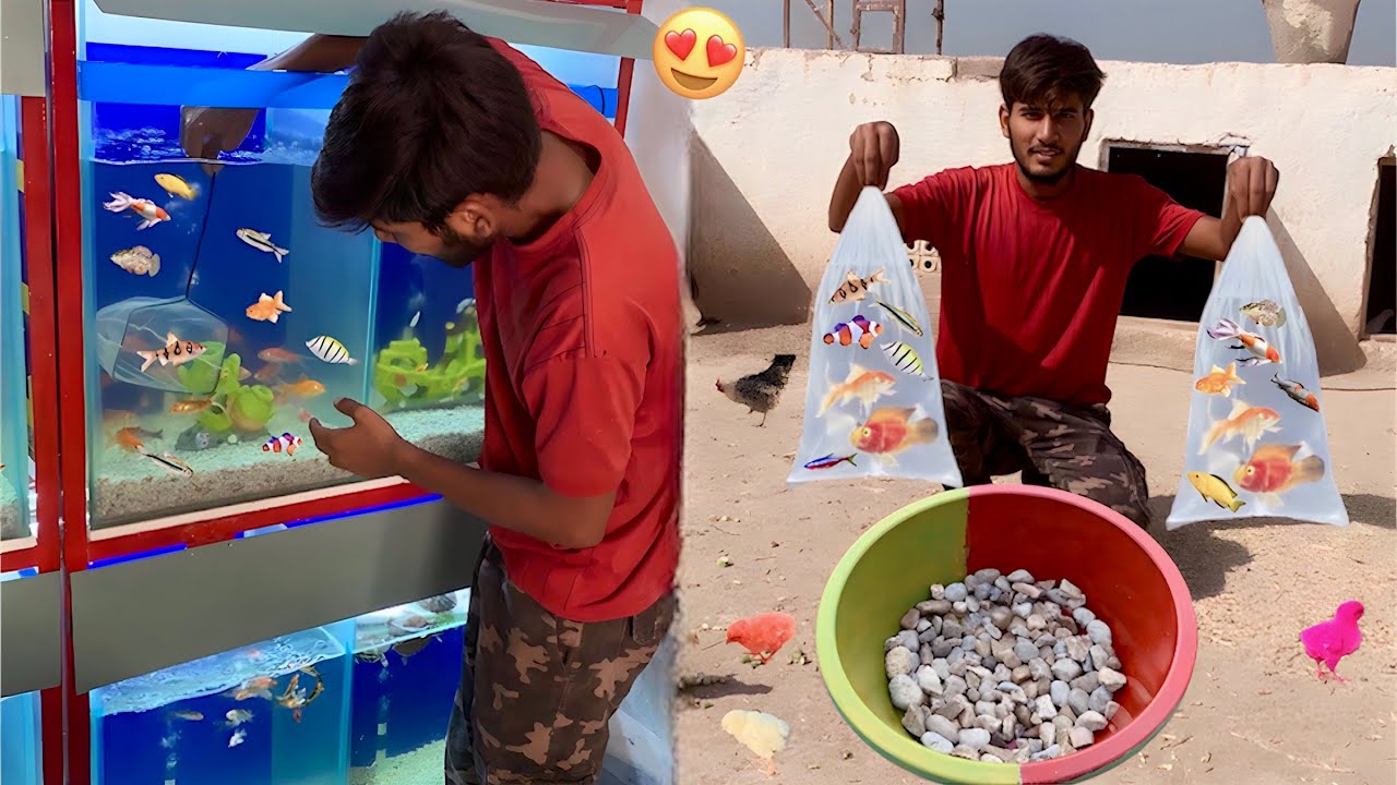 Hmari Colourful Fishes Bhi Agaen😍|| Hammad Pet House