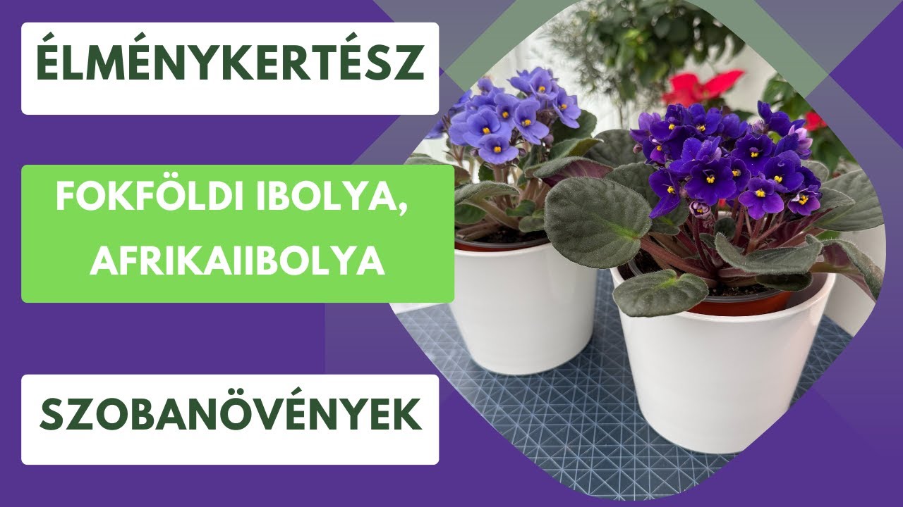 Afrikaiibolya, avagy a fokföldi ibolya titka- Mit érdemes tudni róla, hogyan érdemes nevelni?🌸