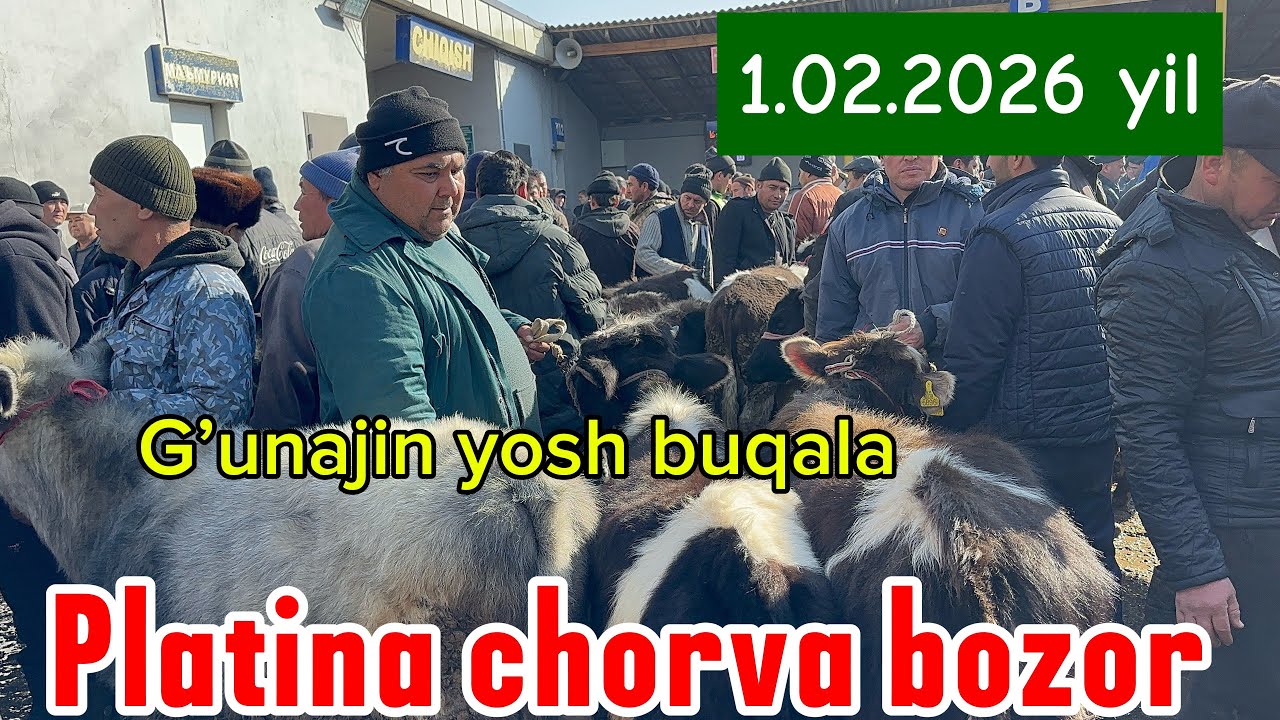 TOSHKENT VIL BUSTONLIQ CHORVA BOZOR MESNI G’UNAJIN BOQMA BUQALAR NARXLARLI 