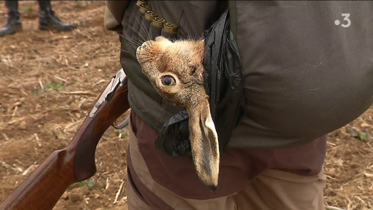 Ouverture de la chasse au petit gibier dans l'Eure