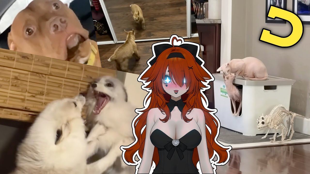 DOUBLE Dose of Pets - Amber Reacts to Daily Dose of Pets