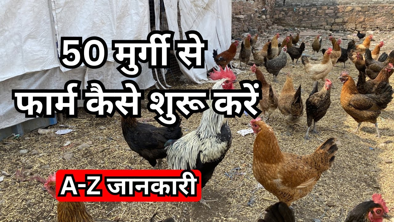 50 मुर्गियों का फार्म शुरू करने में कितना खर्च आएगा और कितना प्रॉफिट होगा |desi Murgi palan business