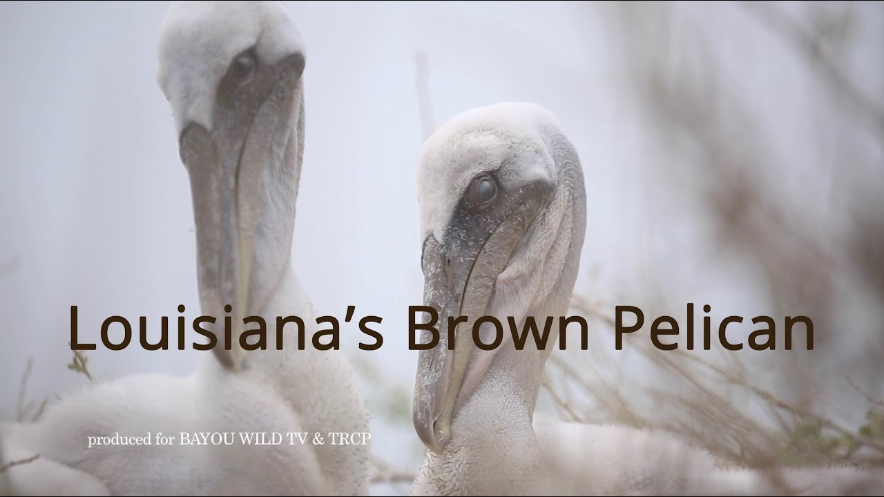 Louisiana's Brown Pelican: A Story of Resilience