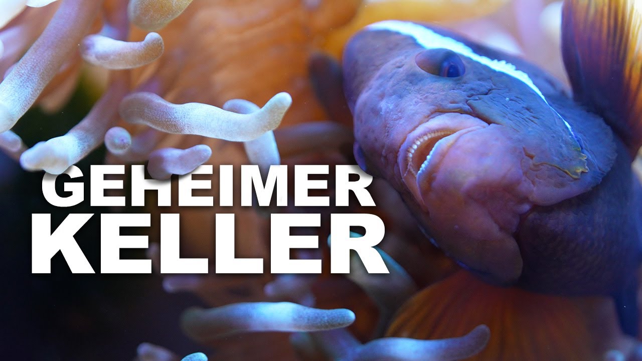 Deutschlands AQUARIEN & TERRARIEN Keller.. *erstmalig gefilmt*