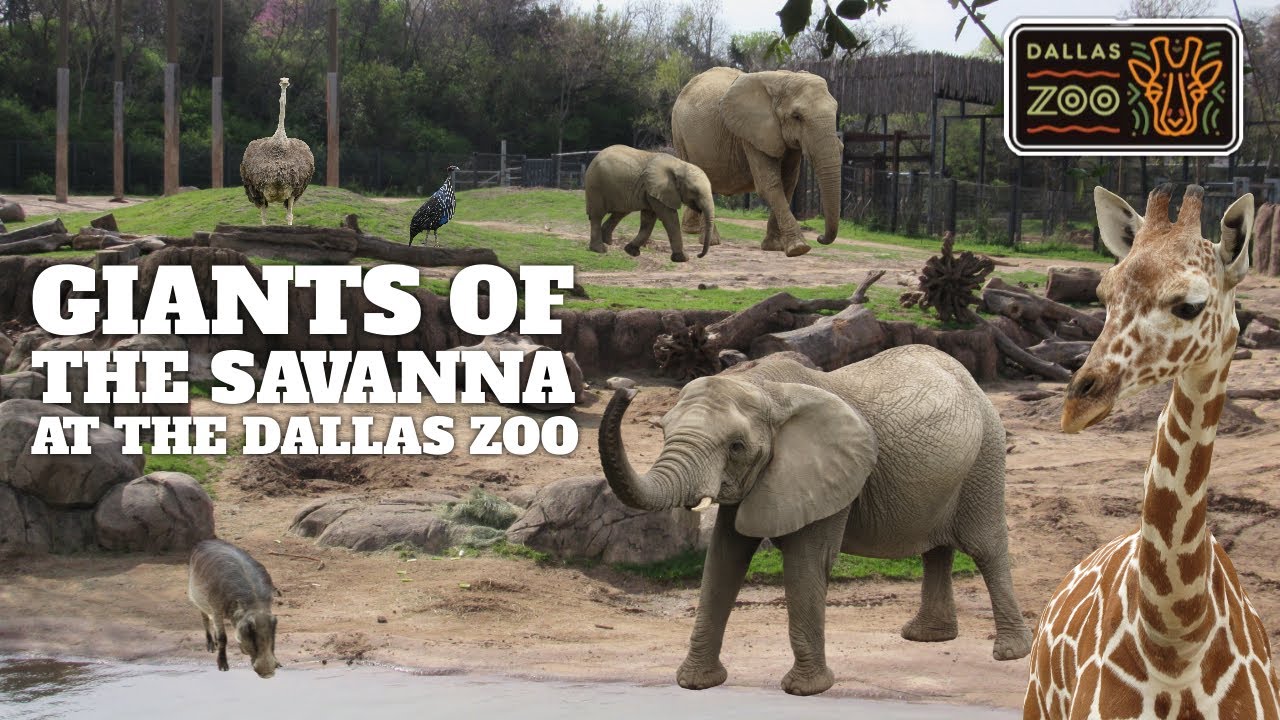 Giants of the Savanna (2010) at the Dallas Zoo | Exhibit Tours Ep. 53