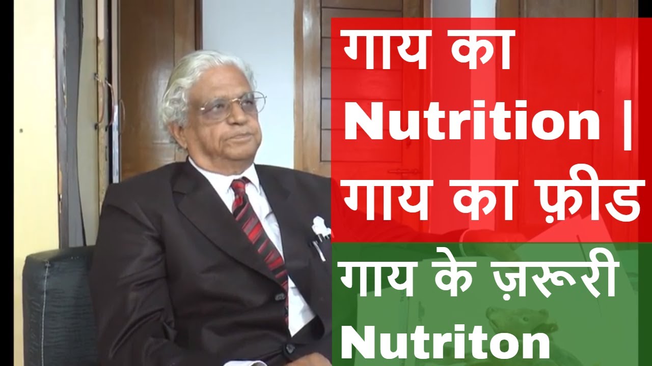 गाय का फ़ीड। गाय का Nutrition | Cow Nutrition | गाय के ज़रूरी Nutrition | U.K. Atheya |