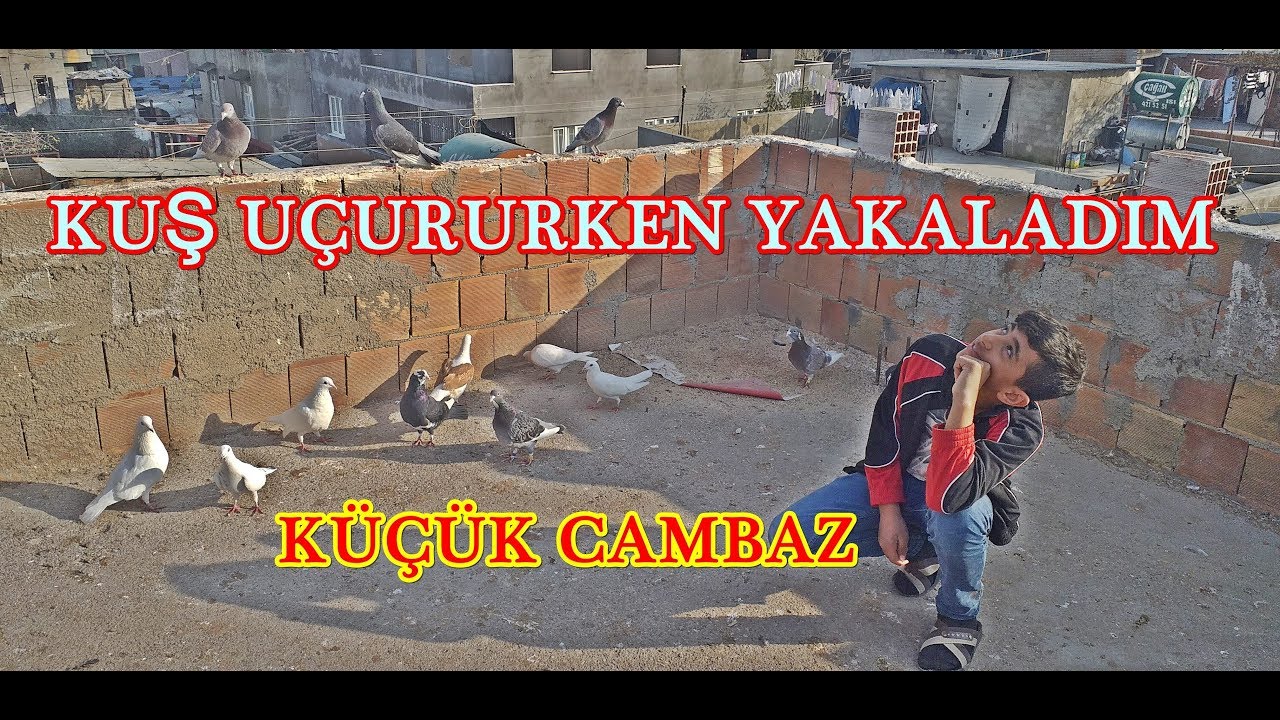 Küçük Cambazı [ GÜVERCİN UÇURURKEN YAKALADIM ]