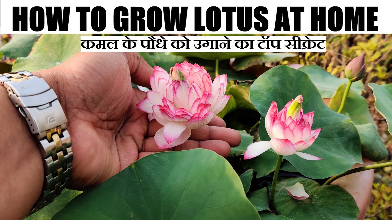 Grow Lotus At Home | कमल को उगाने का आसान तरीका (FULL INFORMATION)
