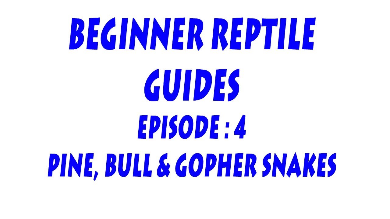 S'N'A Introducing series: Episode 4 - Pine, Bull and Gopher Snakes