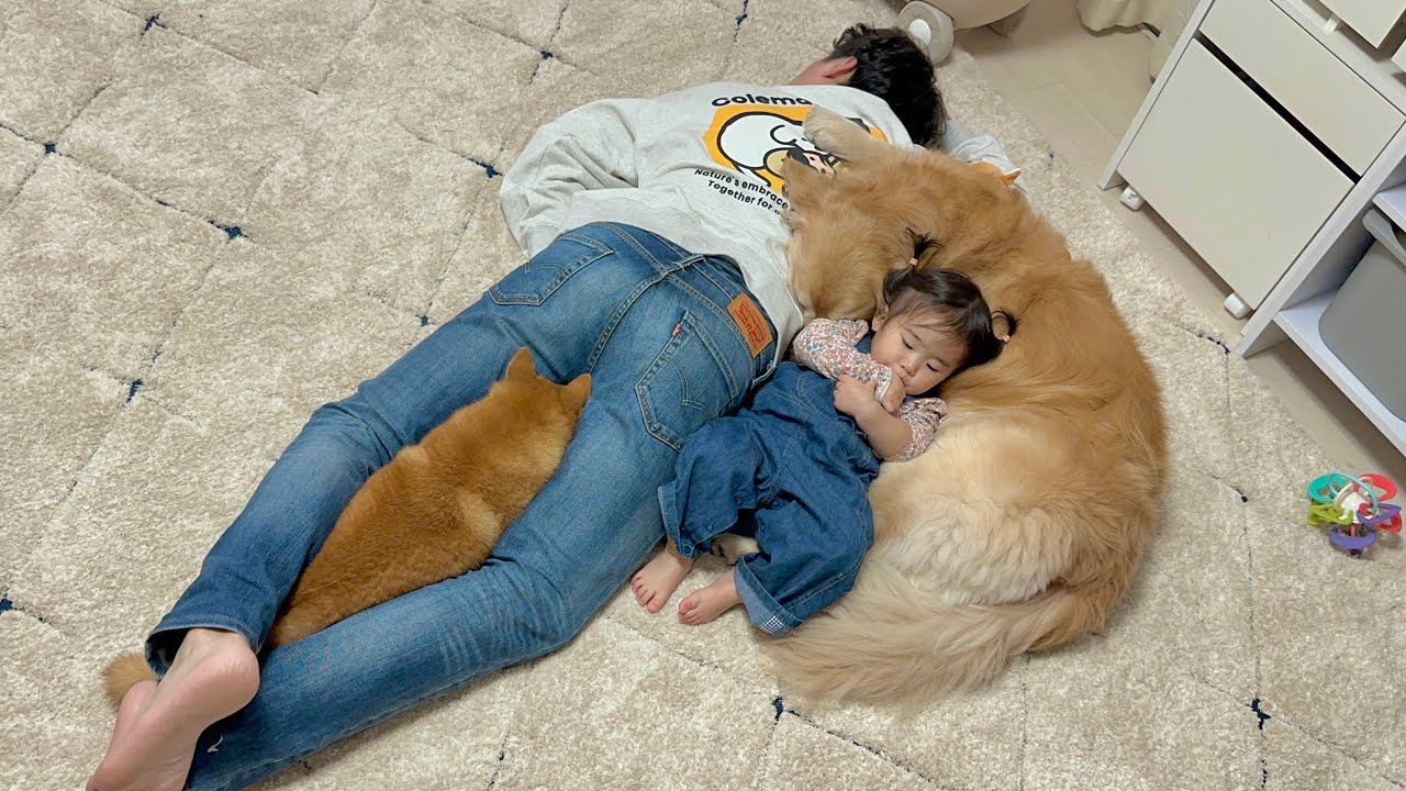 眠くなるとパパにくっついて暖をとり始める豆柴とゴールデンレトリバーと1歳児