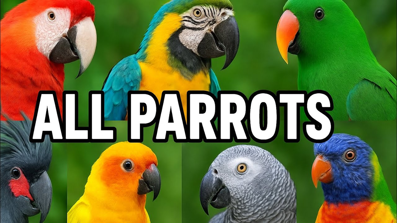 The Parrot Family: A Rainbow of Genius - Meet Every Type