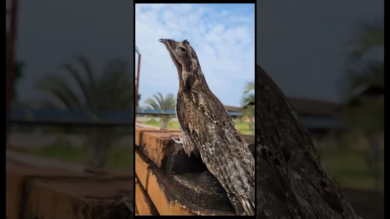 Esse &eacute; o famoso urutau ou m&atilde;e da lua uma ave impresionante #bichos #aves #birds #urutau