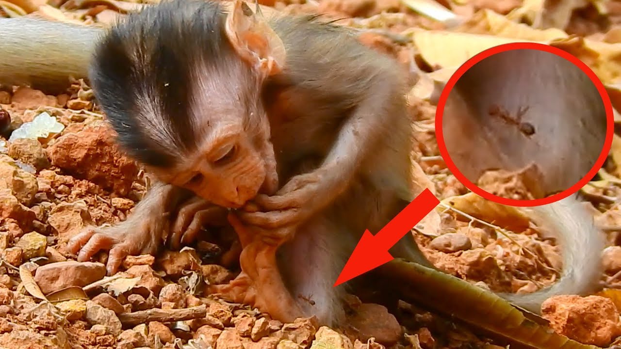 Help help me !!!!! pity baby Alba got hurt by red ant bite run fast ask mom help