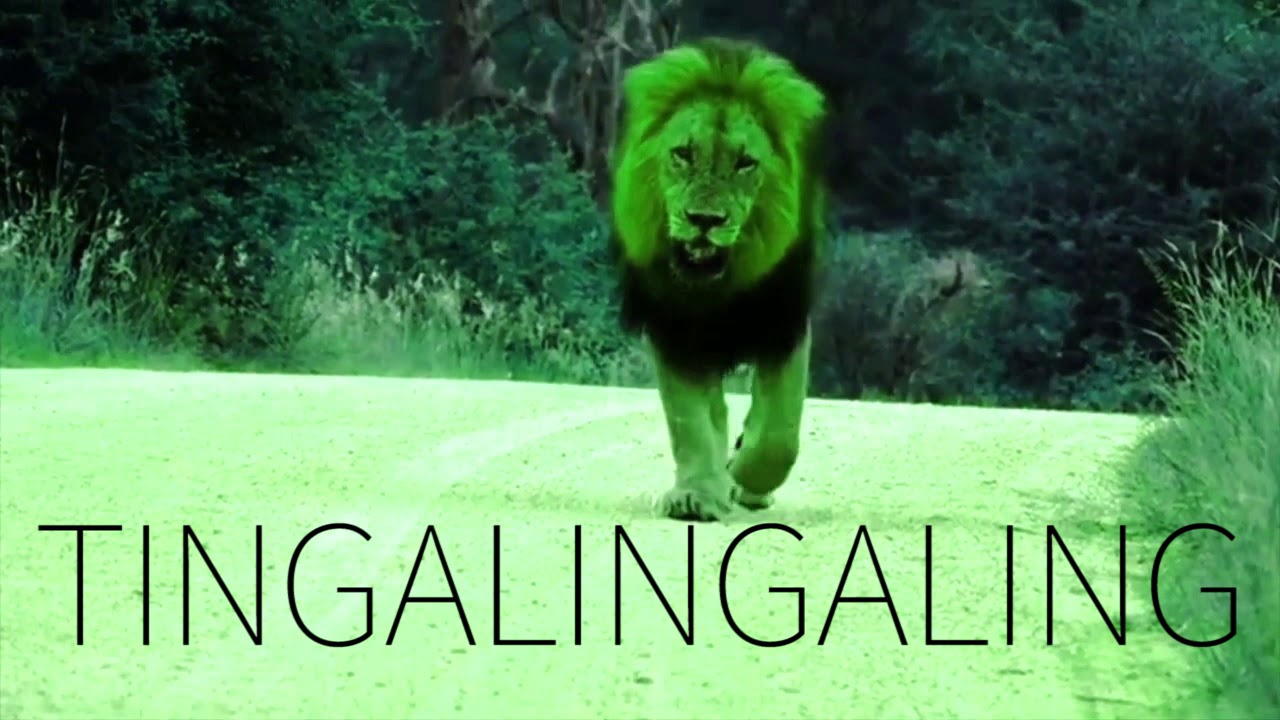 NEEKOSHY - ROARING LION (LYRICS VIDEO) prod by OLD BETSY