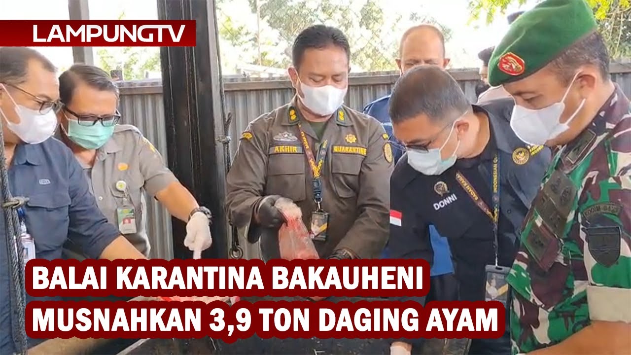 3,9 Ton Daging Ayam Dimusnahkan Balai Karantina Bakauheni