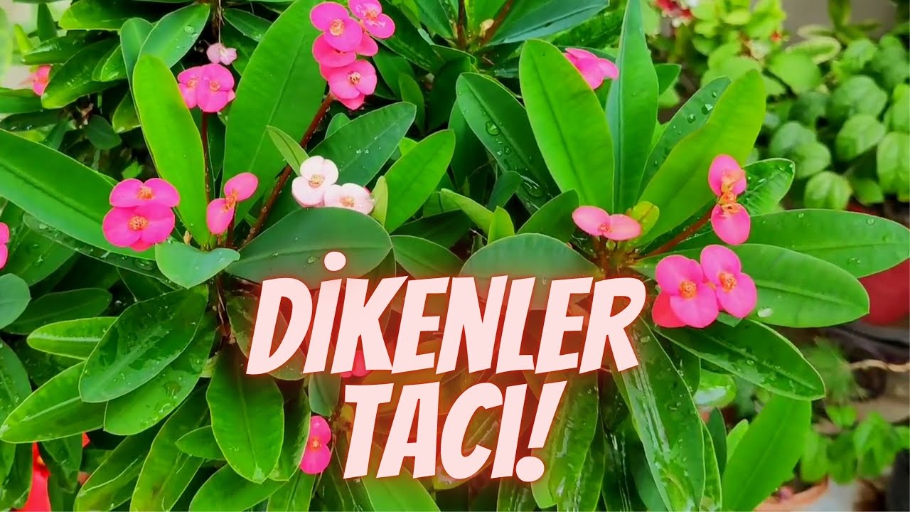 T&uuml;m Yıl &Ccedil;i&ccedil;ek A&ccedil;an ''Dikenler Tacı &Ccedil;i&ccedil;eği'' Bakımı
