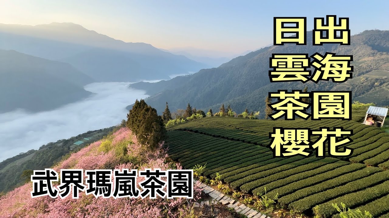 南投武界毛毛蟲山瑪嵐茶園，欣賞日出 雲海 茶園 櫻花￼，美如人間仙境！2024.03.04
