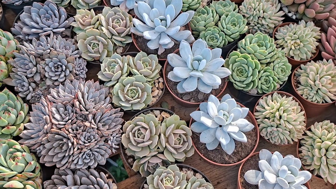 Suculentas em colônias, muitas variedades com preços imperdíveis