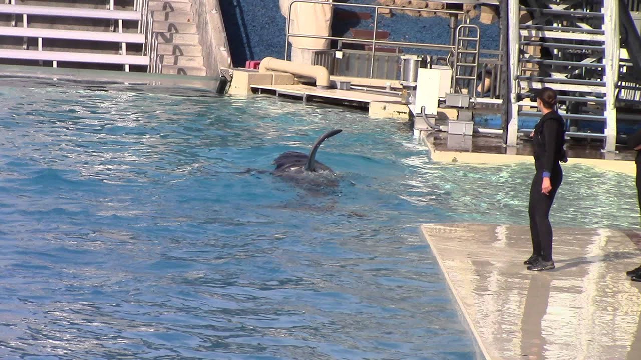 Shouka High Jump Training Session at SeaWorld San Diego on 12/21/14.