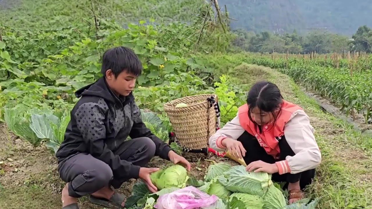 A homeless boy and a poor girl go together to pick green cabbage to sell. The homeless boy