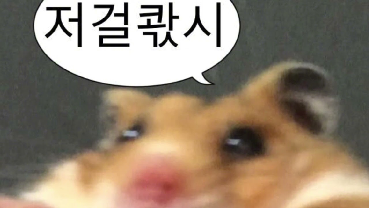 2025 펑크만 있는 랜플 #랜덤플레이댄스 #틱톡랜플 #펑크 