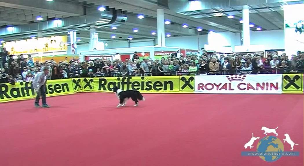 Dogdance Turnier Klasse 2: Lukas & Border Collie Falco - Mensch & Tier 2012