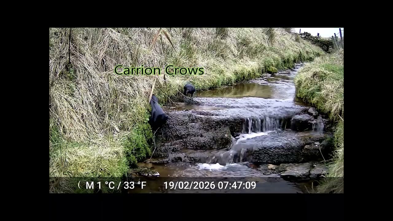 Grey Wagtail & Carrion Crows in the burn