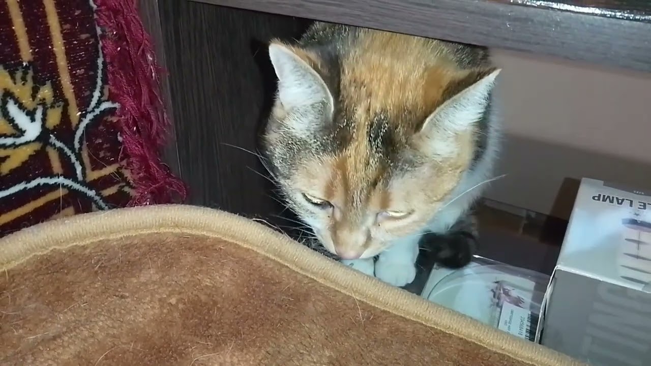 УТРЕННИЕ РАЗВЛЕКУХИ!🥰😺ВСПОМНИЛОСЬ!❤️
