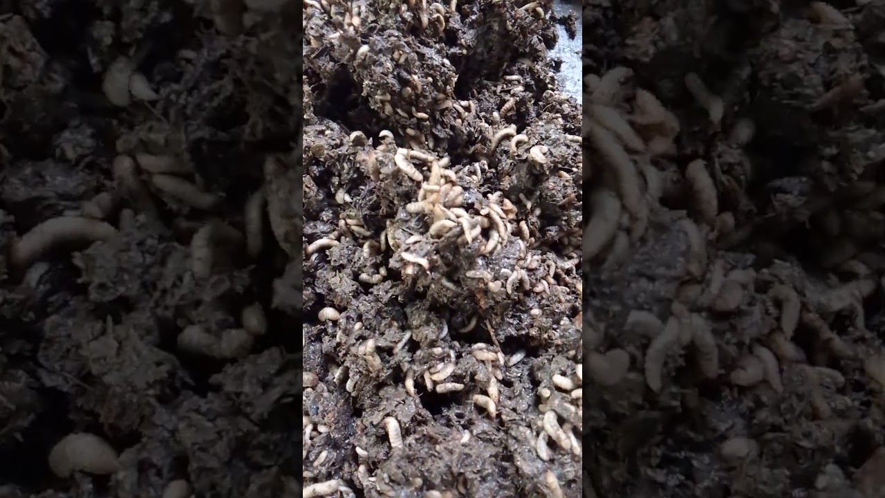 Cow Manure Mixed With Cassava Peel On BSF Larvae Growth and performance 