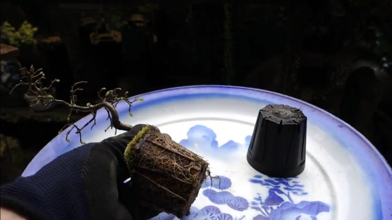 榎（エノキ）山採りミニ素材の植え替え ♯405
