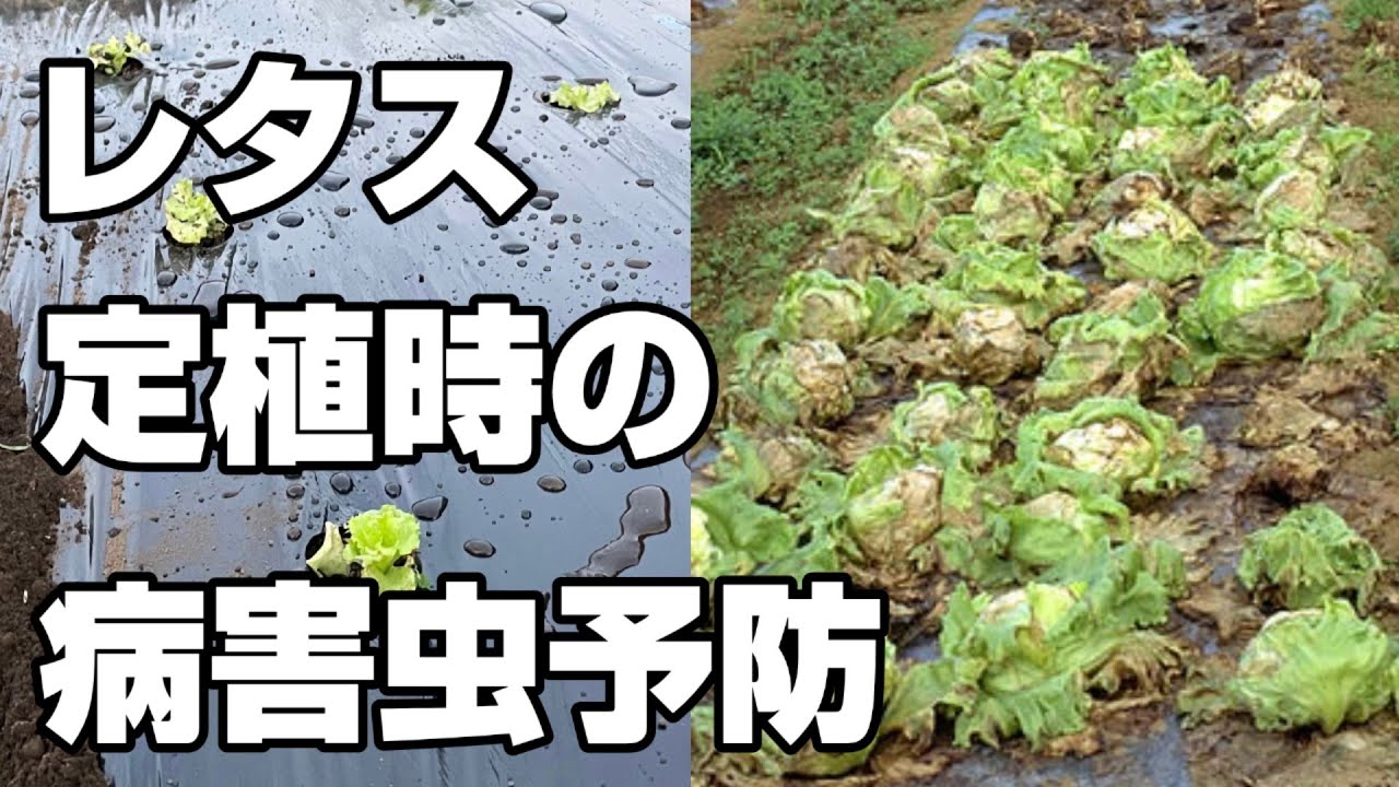 リーフレタスの育て方【植付け】【納豆菌】を使って病害虫対策　特性と栽培時の注意点【お役立て情報】あり↓↓↓【レタス栽培】【リーフレタス栽培】【サニーレタス】