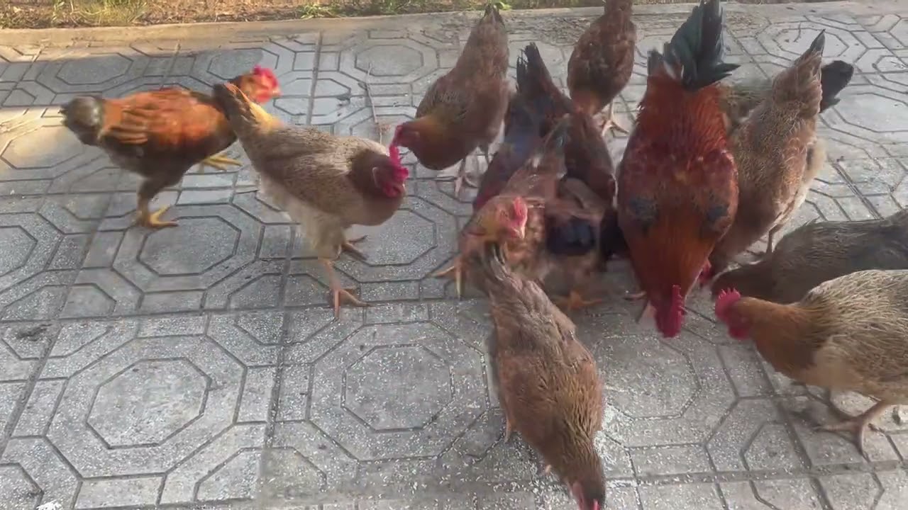 Cuộc sống quê nhà bên đàn gà 🐓 của má…