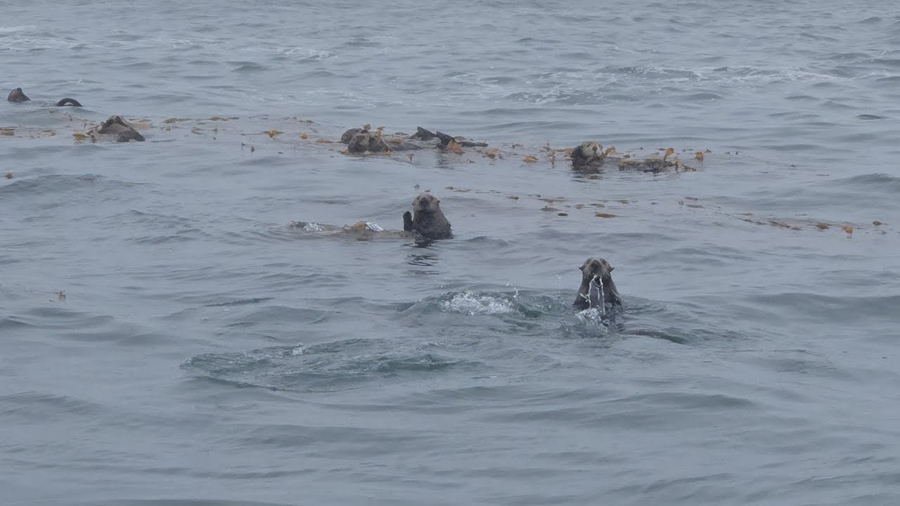 9/9/25 Sitka - Whale and Sea Otter Tour, Salmon @ Sitka Science Center