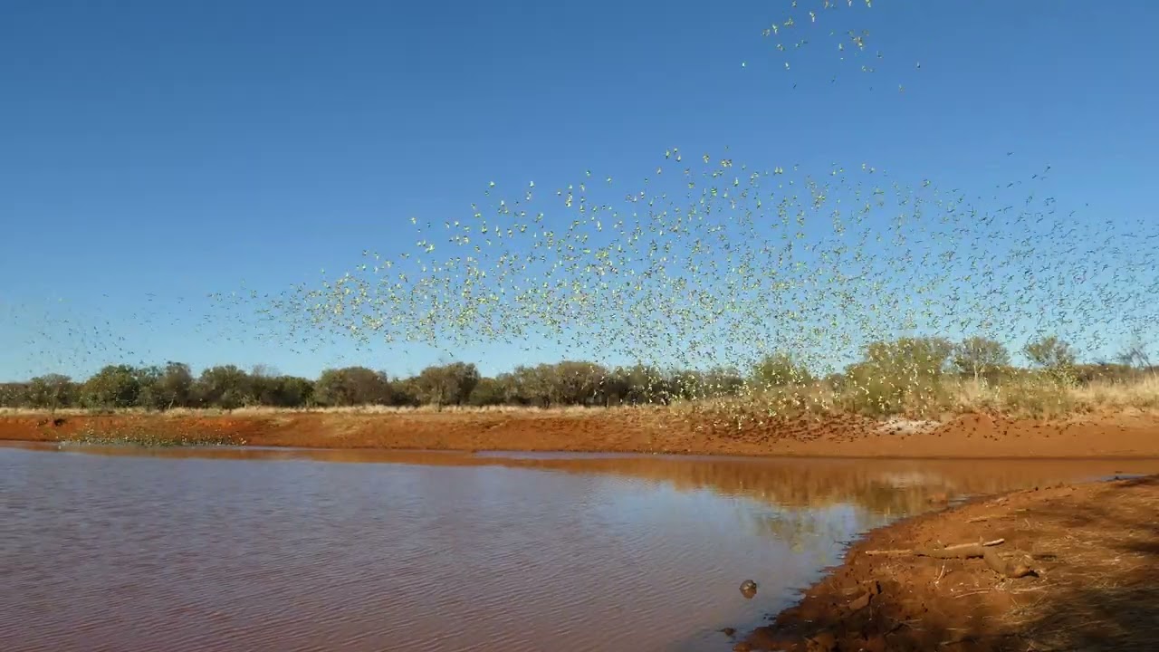 budgie murmuration, Yuendumu, Northern Territory