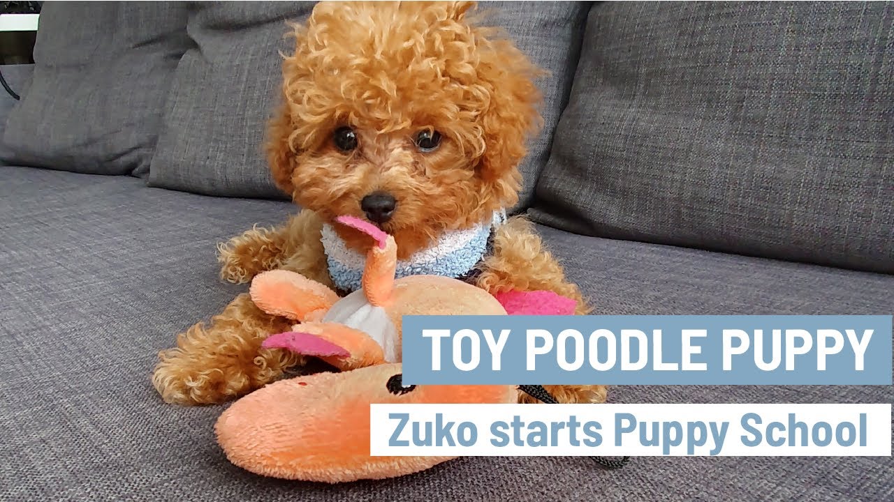 CUTEST Toy Poodle Puppy |  Zuko starts puppy school