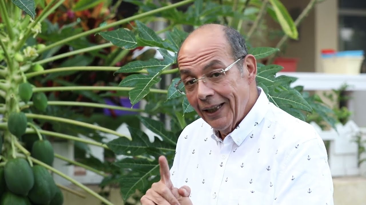 البابايا  papaya in Egypt l - شردي جاردن