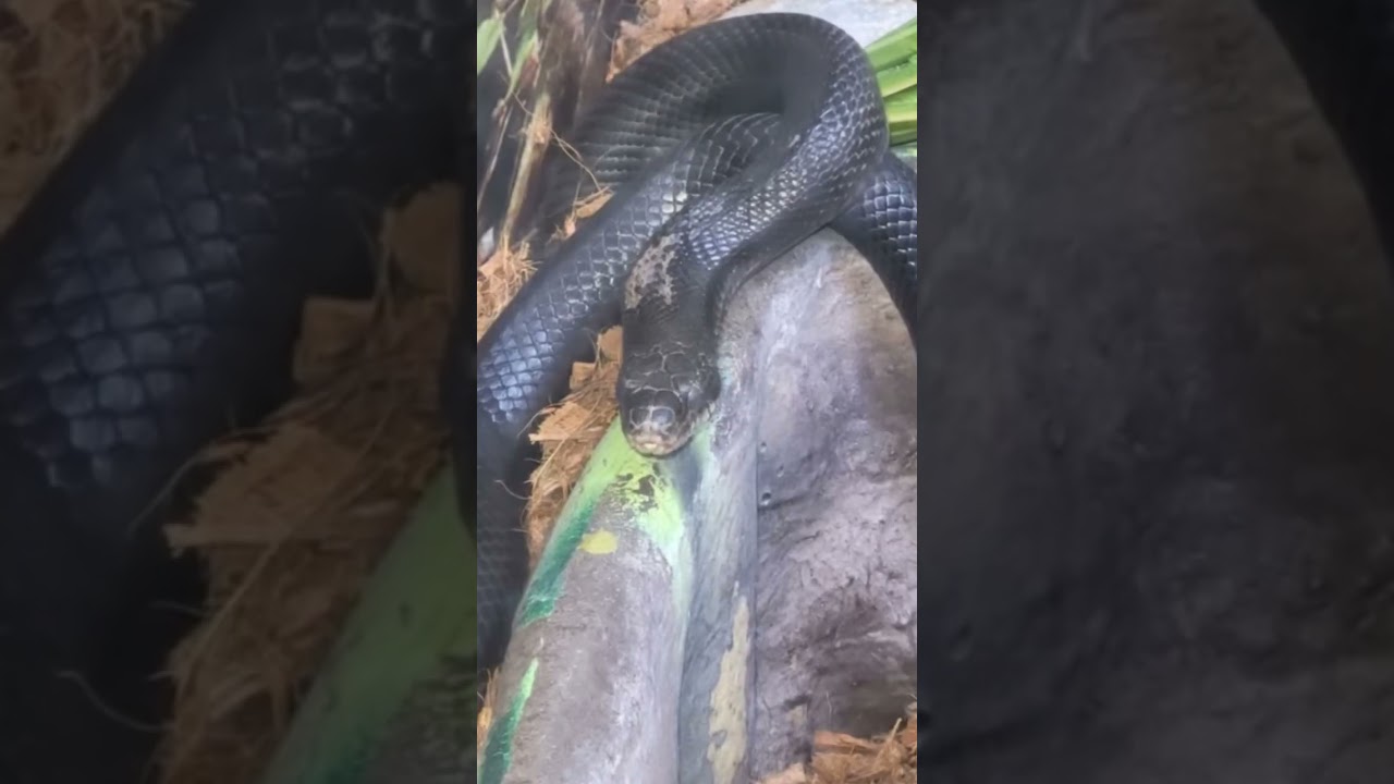 An Eastern indigo snake (Drymarchon couperi)