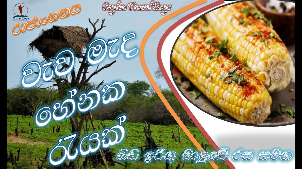 Henaka rayak | Rajanganaya wewa | බඩ ඉරිගු මාලුව |  බඩ ඉරිගු රොටිය | හේනක රැයක් | හේන් අාහාර
