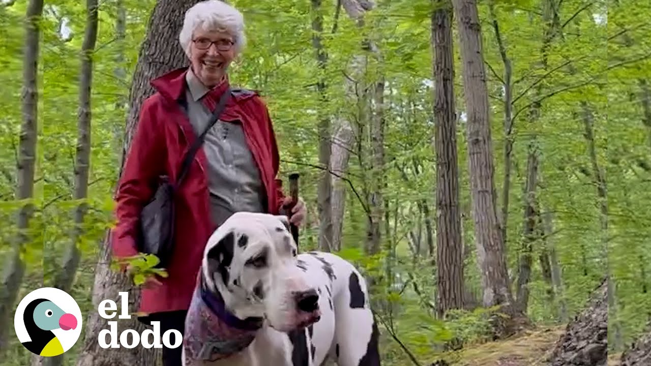 Gran danés encuentra una nueva abuela en su ruta que recorre todos las semanas | El Dodo
