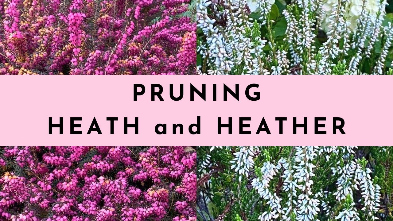 Pruning Heath and Heather