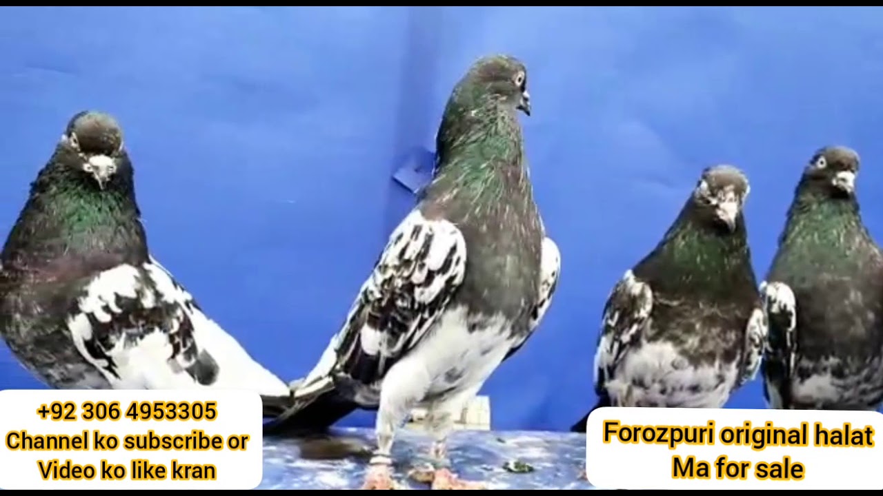 / breedar jory/ forozpuri original kabootar/ kabootar bazi/ sale point+92 306 4953305