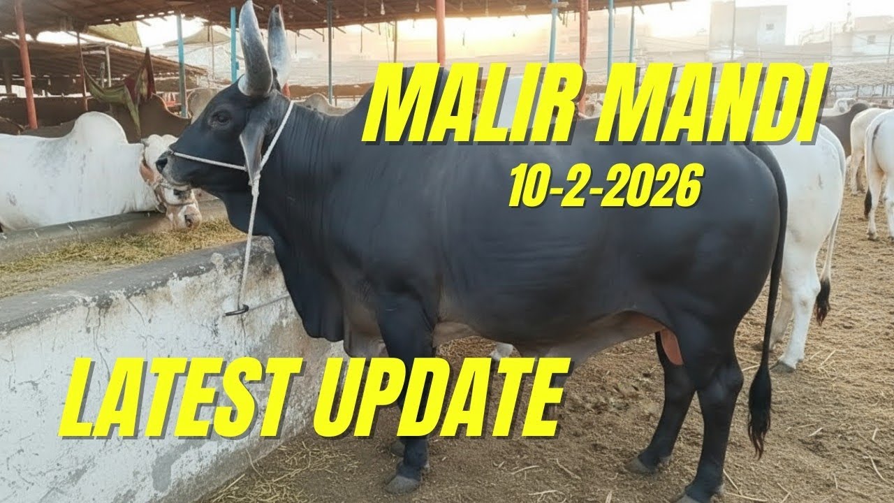 Malir Mandi Latest Update 10-2-2026 🐂 | Heavy Desi Bulls | Cattle Market Karachi | Full Market Tour