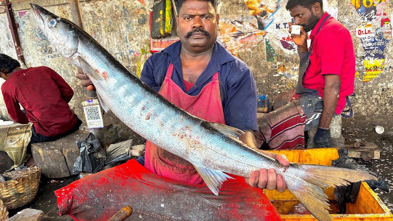 KASIMEDU SPEED SELVAM BIG SIZE BARRACUDA FISH CUTTING VIDEO | KASIMEDU FISH CUTTING 