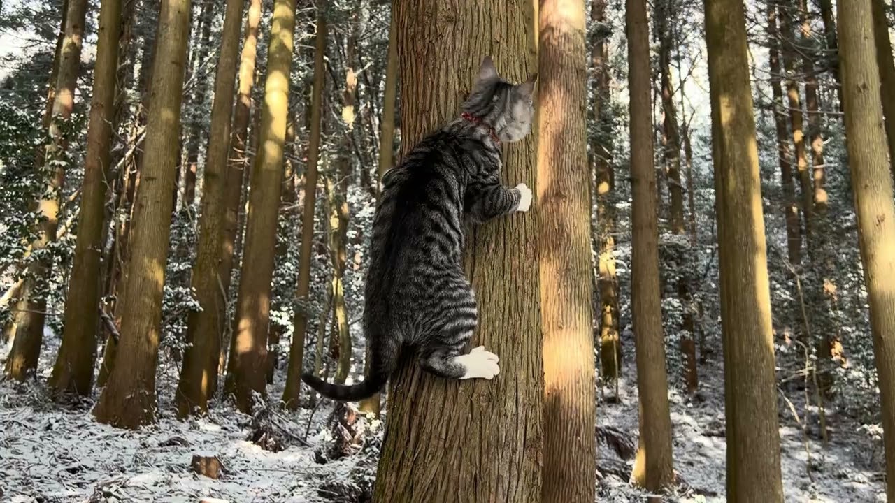 【ASMR】 Maru Maro 2 Cats Exploring Peaceful Snowy Forest ❄️🐾 Zen Nature Walk (No Music)