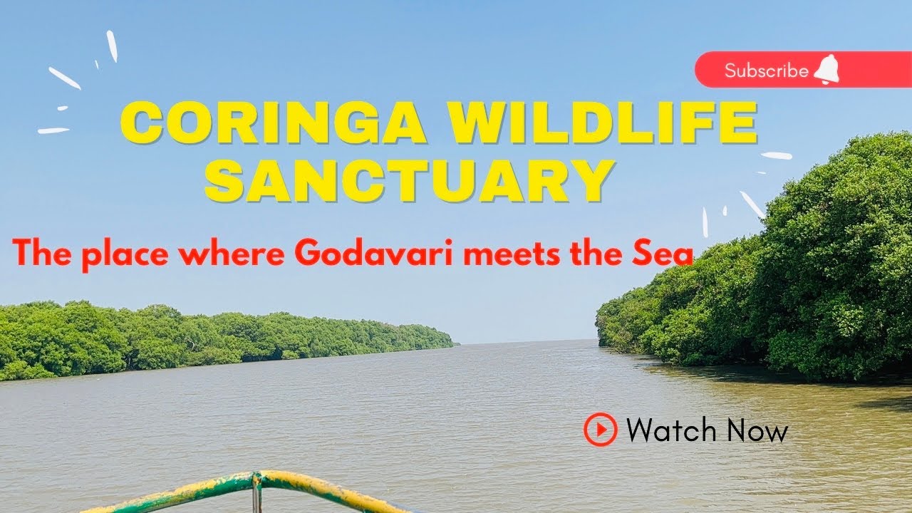 Our Day at Coringa Wildlife Sanctuary - Boating Point - Godavari meets Sea #coringa #sea #godavari