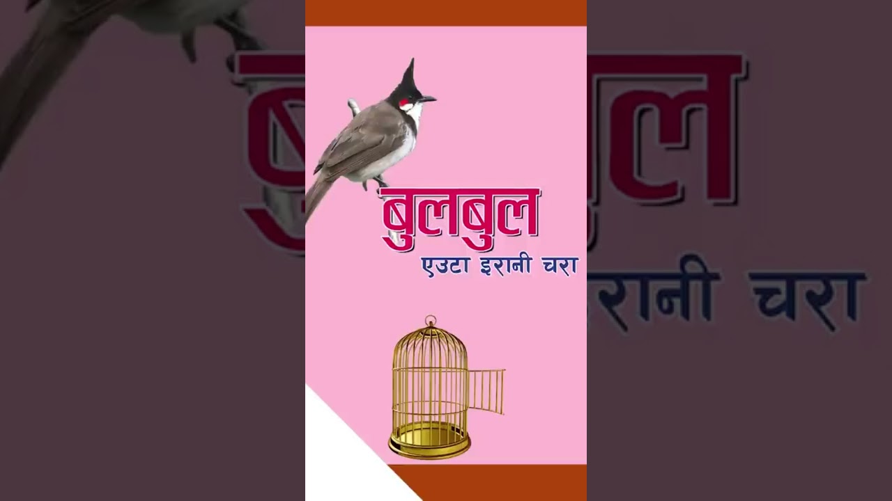 #bulbul #nepalichhapro #nepalisahitya #gazalbachan #gazal #gazalprogram #achyutghimirebulbul #shorts