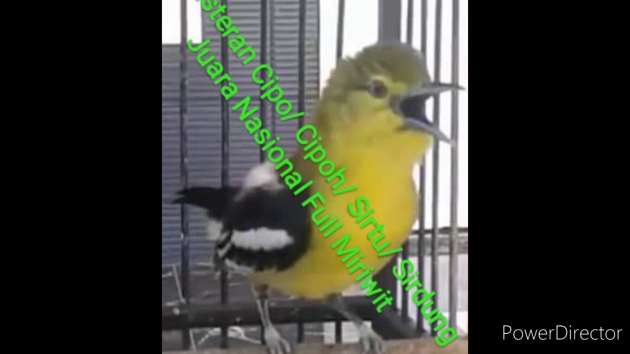 Masteran Cipo / Cipoh / Sirtu / Sirdung Juara Nasional Full Miriwit