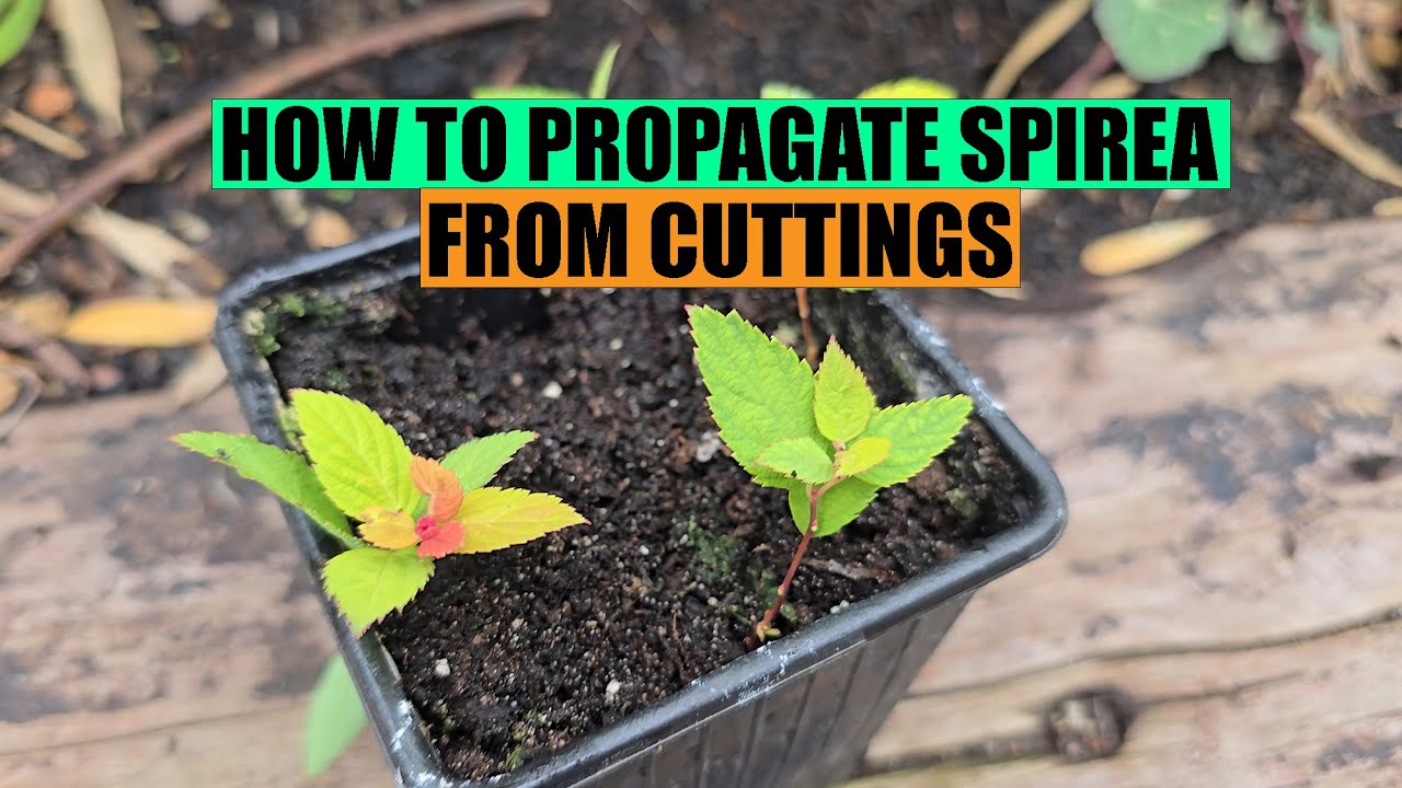 How to propagate SPIREA from cuttings
