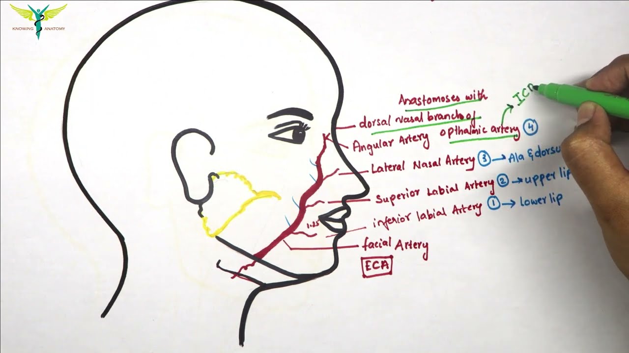 Facial Artery | Anatomy | Origin | Branches | Anastomosis | Knowing Anatomy |